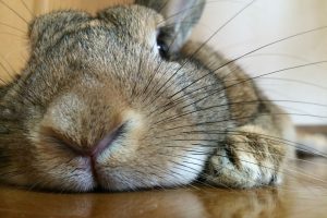 寝そべるウサギ