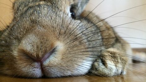 寝そべるウサギ