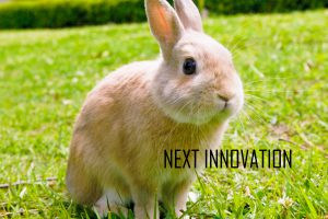 next innovation rabbit