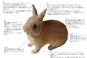 ウサギの特徴