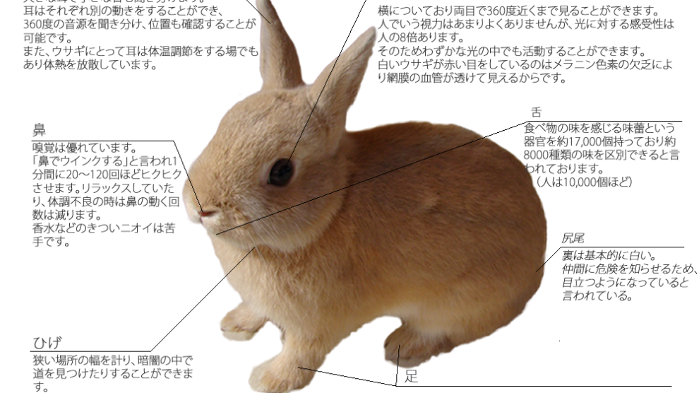 ウサギの特徴