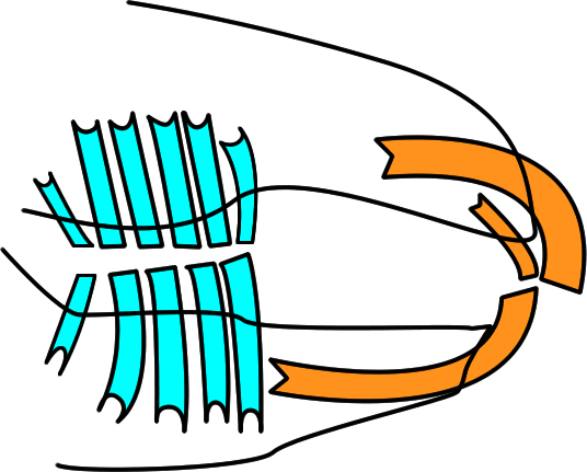 顎安静時の模式図